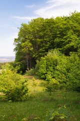 Obraz premium Beautiful European green landscape at the edge of the forest