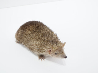 ハリネズミのような見た目のヒメハリテンレック