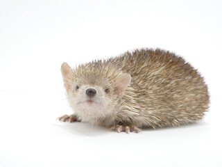 カメラ目線のヒメハリテンレック