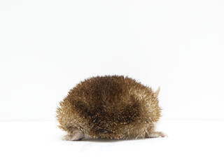 ヒメハリテンレックのお尻