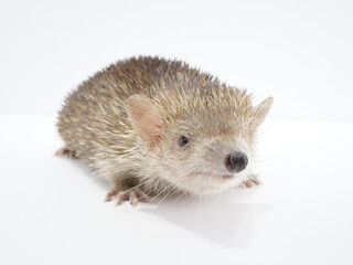 つぶらな瞳のヒメハリテンレック