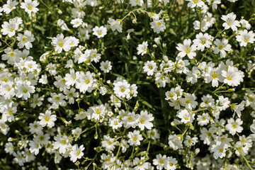 Beautiful white wildflowers on a sunny day. Top view, flat lay