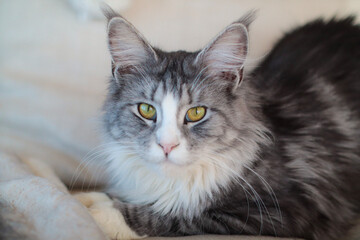 portrait of a cat with a eyes