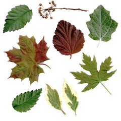 Foliage from trees. Photos, scanned leaves. Herbarium, nobor from different leaves. Color image. Isolated plants.