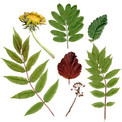 Foliage from trees. Photos, scanned leaves. Herbarium, nobor from different leaves. Color image. Isolated plants.