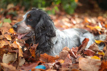 bernese mountain dog