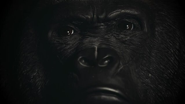 footage of gorilla face dark background 