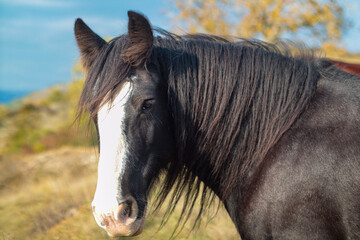 portrait of a horse