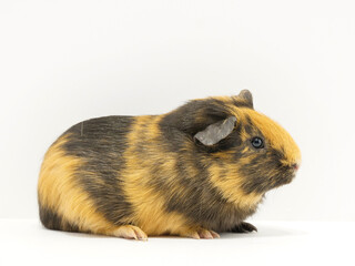 横から見たモルモット