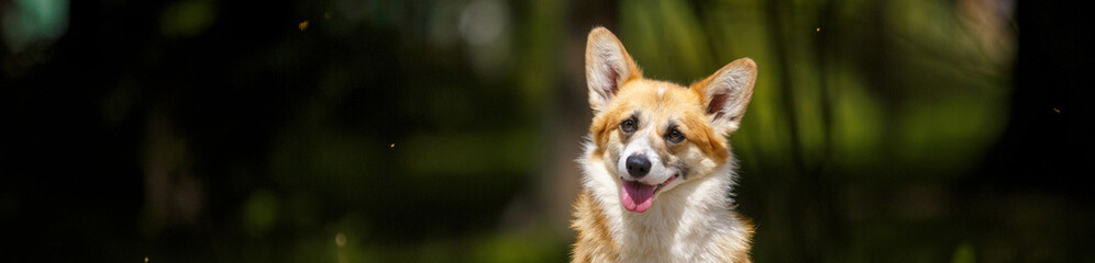 Welsh corgi dog with flowers