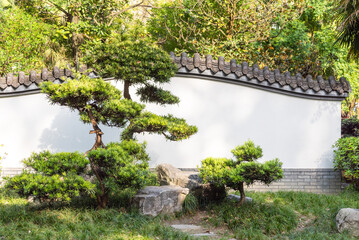 Bonsai trees against a white wall in Baihuatan public park, Chengdu, Sichuan province, China