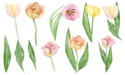 Hand painted tulip floral set. Watercolor botanical illustration flowers isolated on white background. Beautiful garden flower for greeting card, wedding invitation