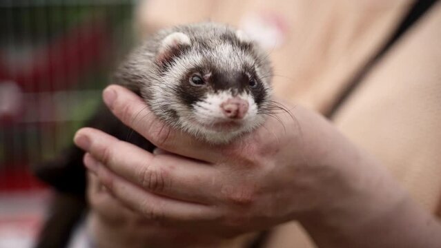 Female owner holding ferret and standing in park on summer day spbas. Closeup view of woman holds cute domestic animal in her hands and stands in green area, relaxes and shows fluffy pet outdoors