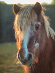 portrait of a horse