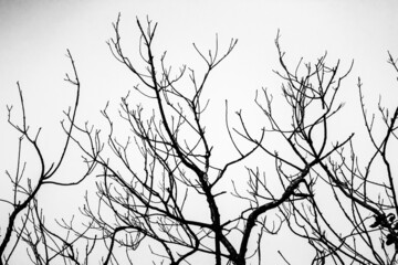 Photography of bare tree in silhouette