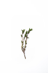 Thyme sprig on white background. Twig of thymus serpyllum, close up.