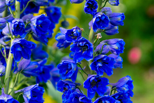 Blue delphinium flowers in the summer garden.