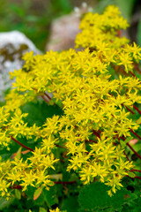 Yellow sedum spurium (caucasian stonecrop, two-row stonecrop) flowers in the summer garden.