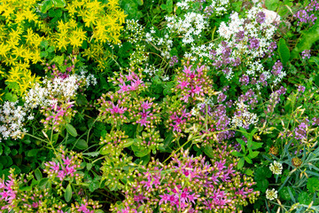 Fototapeta premium Yellow and pink sedum spurium (caucasian stonecrop, two-row stonecrop) flowers in the summer garden.