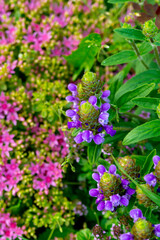 Fototapeta premium Lilac prunella grandiflora (two-row stonecrop) flowers in the summer garden.