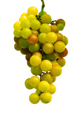 Bunch of grapes isolated on white background with clipping path. Bunch of grapes begin to change the color in summer season.