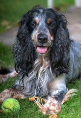 bernese mountain dog