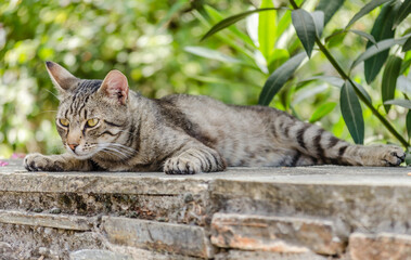Portrait of gray domestic cat on the wall.