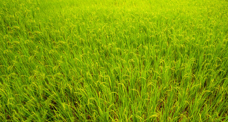 Morning green rice field in thailand on natural sky background in summer