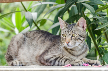 Portrait of gray domestic cat on the wall.