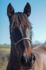 portrait of a horse