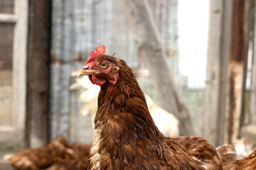 dirty wet red chicken closeup portrait. village chicken stands in a pen