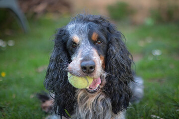 english cocker spaniel