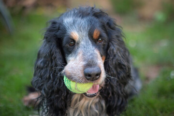 english cocker spaniel