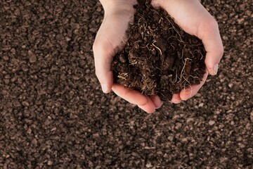 Agronomy concept. Hands holding soil bunch of  grains, grain for field.