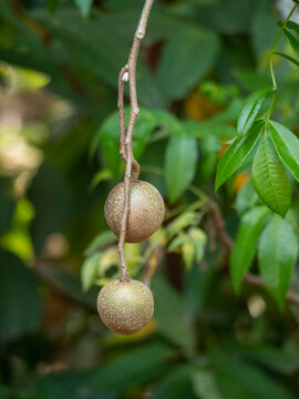 Crataeva fruit on the tree comes from Amazon rainforest, Brazil