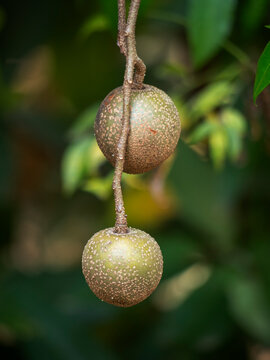 Crataeva fruit on the tree comes from Amazon rainforest, Brazil