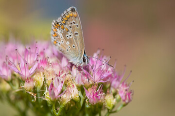 Butterfly on a delicate pink flower. Blurred background 