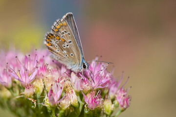 Butterfly on a delicate pink flower. Blurred background 