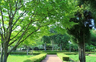 Fototapeta na wymiar 新緑が映える森　癒しの風景　ネーブルパーク