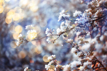 spring blooming garden background, delicate white flowers on trees, seasonal march springtime