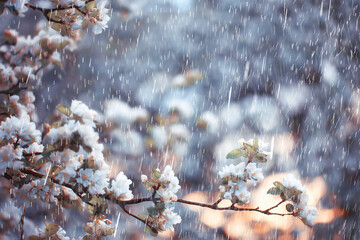 spring rain in blooming garden, concept freshness nature weather seasonal background