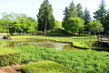 爽やかな春の公園　新緑　緑のキスゲの葉　風景