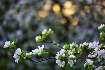 spring blooming garden background, delicate white flowers on trees, seasonal march springtime