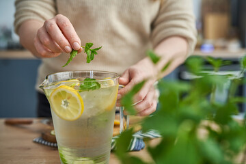 Unrecognizable person adding fresh mint into jug of lemonade