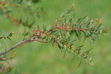 branche d'eucalyptus