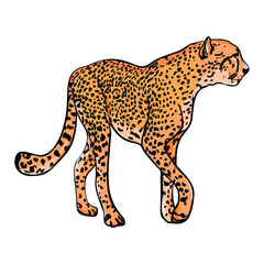 Isolated vector  illustration of a cheetah. Wild cat for print, blank for designer, logo, icon