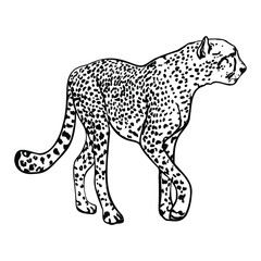 Isolated vector  illustration of a cheetah. Wild cat for print, blank for designer, logo, icon