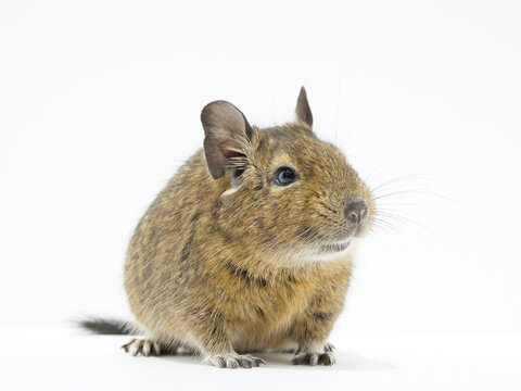 デグー の画像 973 件の Stock 写真 ベクターおよびビデオ Adobe Stock