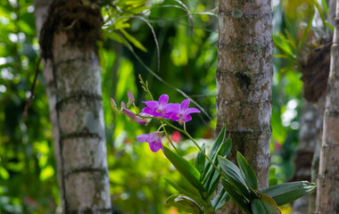 Dendrobium enobi orchid, in shallow focus