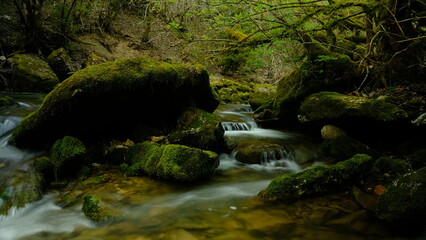 Creek with mossy stones and trees around